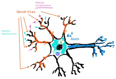 neurona biológica